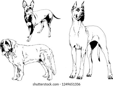 vector drawings sketches pedigree dogs in the racks drawn in ink by hand , objects with no background