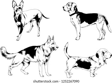 vector drawings sketches pedigree dogs in the racks drawn in ink by hand , objects with no background