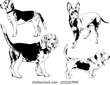 vector drawings sketches pedigree dogs in the racks drawn in ink by hand , objects with no background