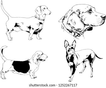 vector drawings sketches pedigree dogs in the racks drawn in ink by hand , objects with no background