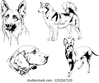 vector drawings sketches pedigree dogs in the racks drawn in ink by hand , objects with no background