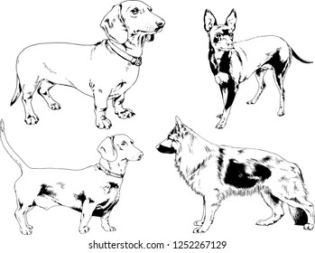 vector drawings sketches pedigree dogs in the racks drawn in ink by hand , objects with no background