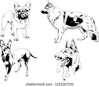 vector drawings sketches pedigree dogs in the racks drawn in ink by hand , objects with no background