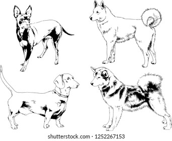 vector drawings sketches pedigree dogs in the racks drawn in ink by hand , objects with no background