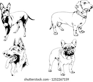 vector drawings sketches pedigree dogs in the racks drawn in ink by hand , objects with no background