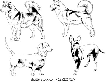 vector drawings sketches pedigree dogs in the racks drawn in ink by hand , objects with no background