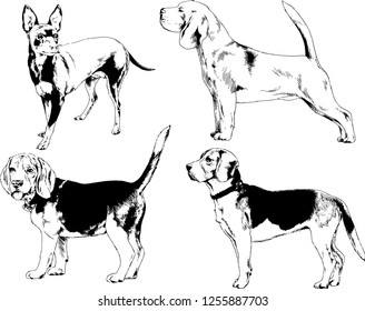 vector drawings sketches pedigree dogs in the racks drawn in ink by hand , objects with no background