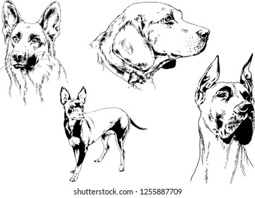 vector drawings sketches pedigree dogs in the racks drawn in ink by hand , objects with no background