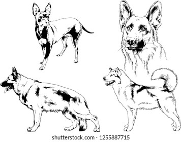 vector drawings sketches pedigree dogs in the racks drawn in ink by hand , objects with no background