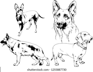 vector drawings sketches pedigree dogs in the racks drawn in ink by hand , objects with no background