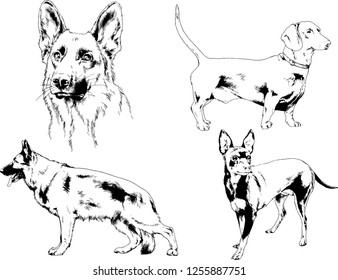 vector drawings sketches pedigree dogs in the racks drawn in ink by hand , objects with no background