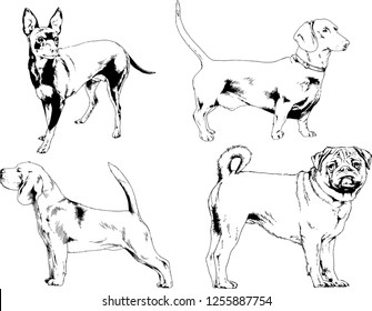 vector drawings sketches pedigree dogs in the racks drawn in ink by hand , objects with no background