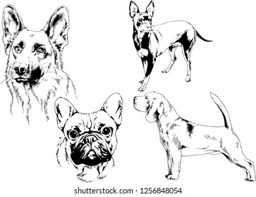 vector drawings sketches pedigree dogs in the racks drawn in ink by hand , objects with no background