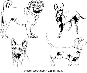 vector drawings sketches pedigree dogs in the racks drawn in ink by hand , objects with no background