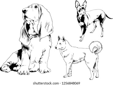 vector drawings sketches pedigree dogs in the racks drawn in ink by hand , objects with no background