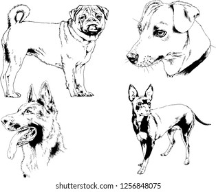 vector drawings sketches pedigree dogs in the racks drawn in ink by hand , objects with no background