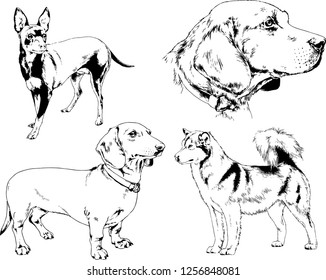 vector drawings sketches pedigree dogs in the racks drawn in ink by hand , objects with no background