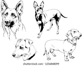 vector drawings sketches pedigree dogs in the racks drawn in ink by hand , objects with no background