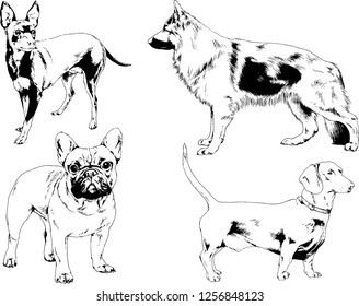 vector drawings sketches pedigree dogs in the racks drawn in ink by hand , objects with no background