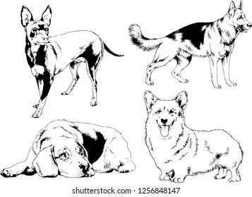 vector drawings sketches pedigree dogs in the racks drawn in ink by hand , objects with no background