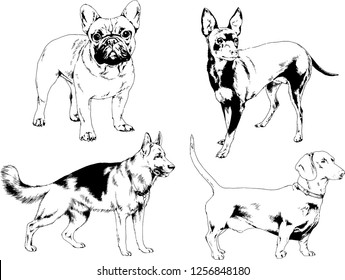 vector drawings sketches pedigree dogs in the racks drawn in ink by hand , objects with no background