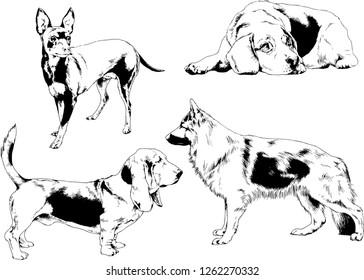 vector drawings sketches pedigree dogs in the racks drawn in ink by hand , objects with no background