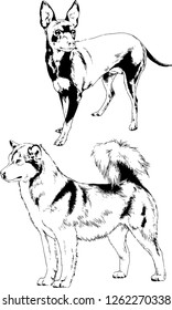 vector drawings sketches pedigree dogs in the racks drawn in ink by hand , objects with no background