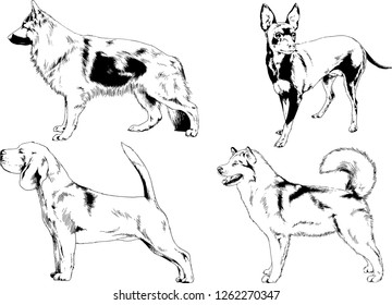 vector drawings sketches pedigree dogs in the racks drawn in ink by hand , objects with no background