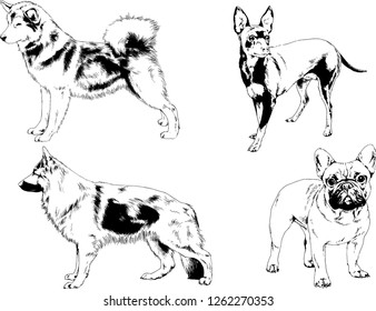 vector drawings sketches pedigree dogs in the racks drawn in ink by hand , objects with no background