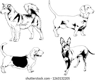 vector drawings sketches pedigree dogs in the racks drawn in ink by hand , objects with no background