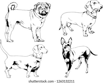 vector drawings sketches pedigree dogs in the racks drawn in ink by hand , objects with no background