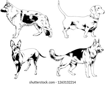vector drawings sketches pedigree dogs in the racks drawn in ink by hand , objects with no background