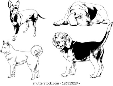 vector drawings sketches pedigree dogs in the racks drawn in ink by hand , objects with no background