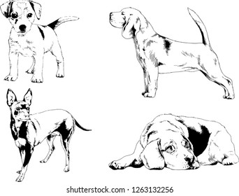 vector drawings sketches pedigree dogs in the racks drawn in ink by hand , objects with no background