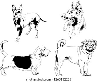 vector drawings sketches pedigree dogs in the racks drawn in ink by hand , objects with no background