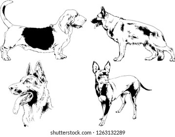 vector drawings sketches pedigree dogs in the racks drawn in ink by hand , objects with no background