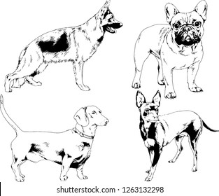vector drawings sketches pedigree dogs in the racks drawn in ink by hand , objects with no background