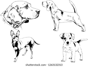 vector drawings sketches pedigree dogs in the racks drawn in ink by hand , objects with no background