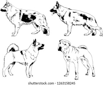 vector drawings sketches pedigree dogs in the racks drawn in ink by hand , objects with no background