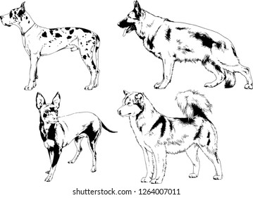 vector drawings sketches pedigree dogs in the racks drawn in ink by hand , objects with no background