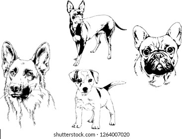 vector drawings sketches pedigree dogs in the racks drawn in ink by hand , objects with no background