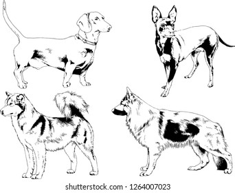 vector drawings sketches pedigree dogs in the racks drawn in ink by hand , objects with no background
