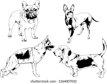 vector drawings sketches pedigree dogs in the racks drawn in ink by hand , objects with no background