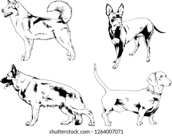 vector drawings sketches pedigree dogs in the racks drawn in ink by hand , objects with no background