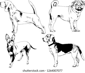 vector drawings sketches pedigree dogs in the racks drawn in ink by hand , objects with no background