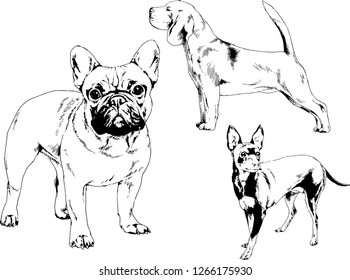 vector drawings sketches pedigree dogs in the racks drawn in ink by hand , objects with no background