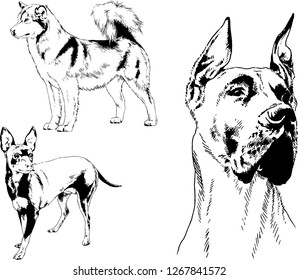 vector drawings sketches pedigree dogs in the racks drawn in ink by hand , objects with no background