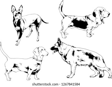 vector drawings sketches pedigree dogs in the racks drawn in ink by hand , objects with no background