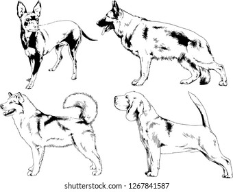 vector drawings sketches pedigree dogs in the racks drawn in ink by hand , objects with no background