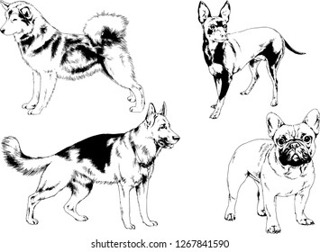 vector drawings sketches pedigree dogs in the racks drawn in ink by hand , objects with no background